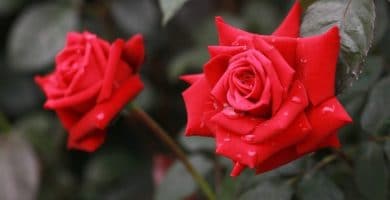 Sonhar com rosas vermelhas