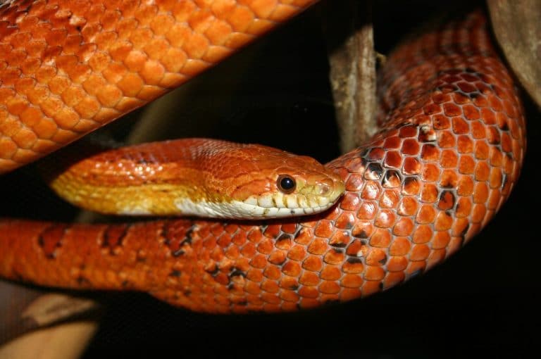 Sonhar com cobra laranja