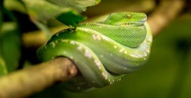 O que significa sonhar com cobra verde