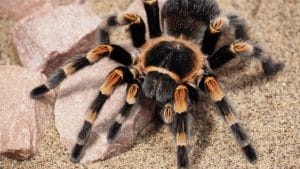 O que significa sonhar com aranha caranguejeira