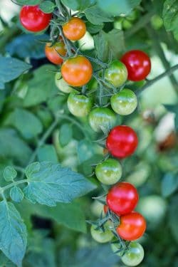 tomate cherry verde