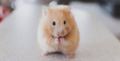 Sonhar com hamster