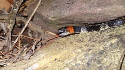 O que significa sonhar com cobra coral