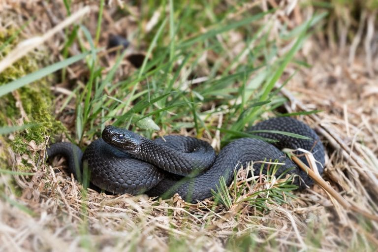 Sonhar com cobra preta