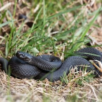 Sonhar com cobra preta