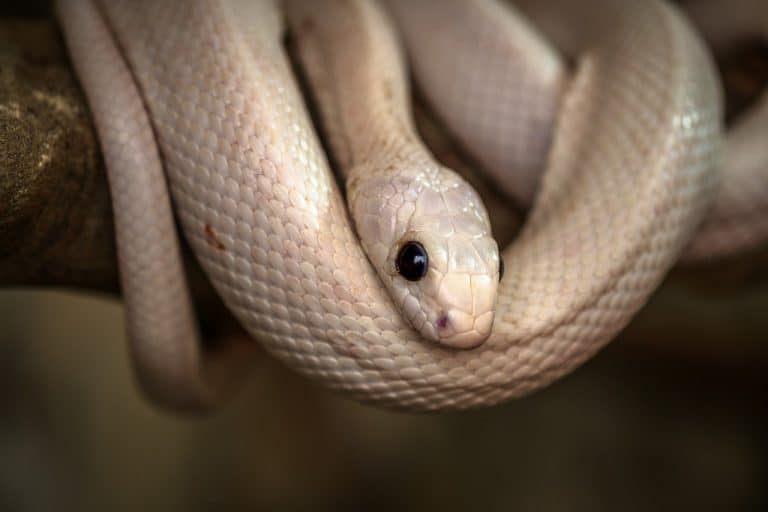 Sonhar com cobra branca