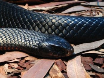 O que significa sonhar com cobra preta