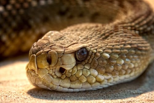 O que significa sonhar com muitas cobras?