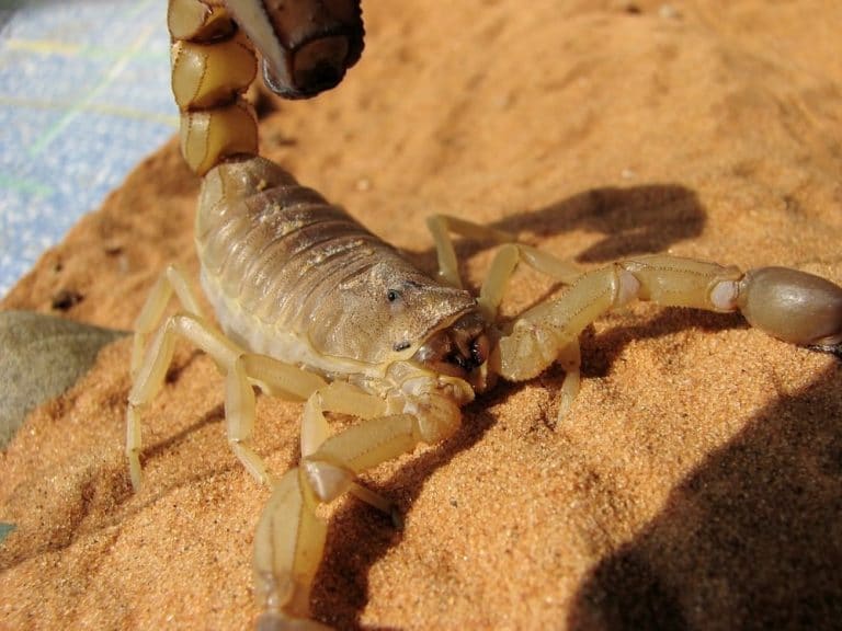 Sonhar com escorpião amarelo