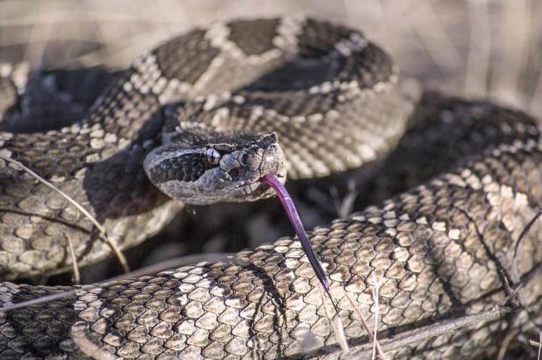 Sonhar com picada de cobra