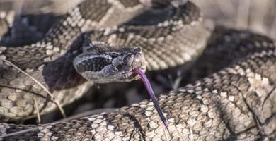 Sonhar com picada de cobra