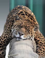 jaguar manso