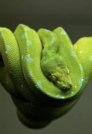 cobra verde