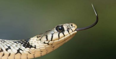 Sonhar com cobra morta