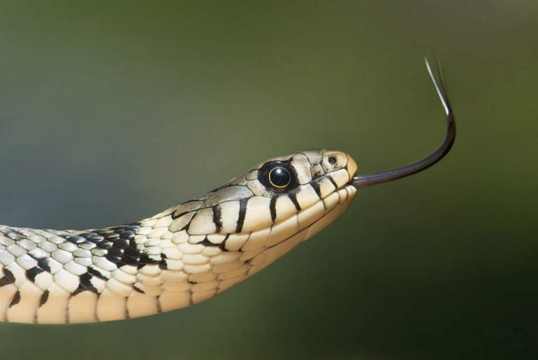 Sonhar com cobra morta