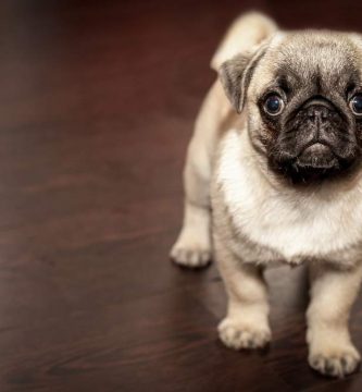 Sonhar com cachorro que já morreu