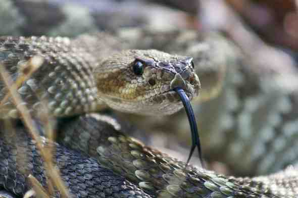 Sonhar com cobra cinza