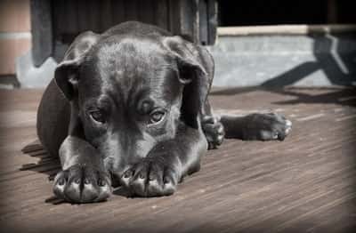 Cachorro preto