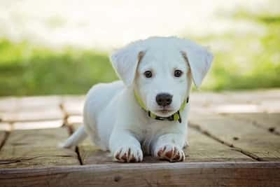 cachorro branco