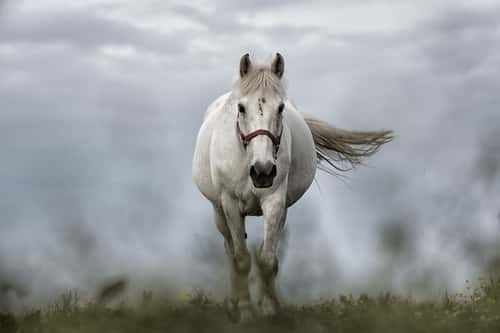 Cavalo branco no Jogo do Bicho