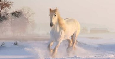 Sonhar com cavalo no Jogo do Bicho