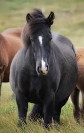 Cavalo preto