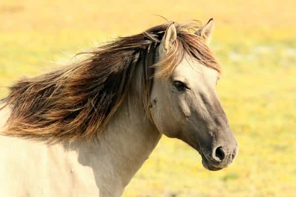 Sonhar com cavalo